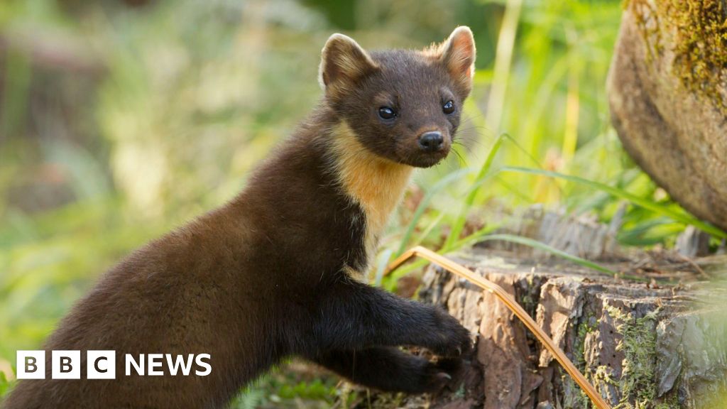 Pine martens released on Exmoor in ‘positive sign for nature’ Pine martens released on Exmoor in ‘positive sign for nature’