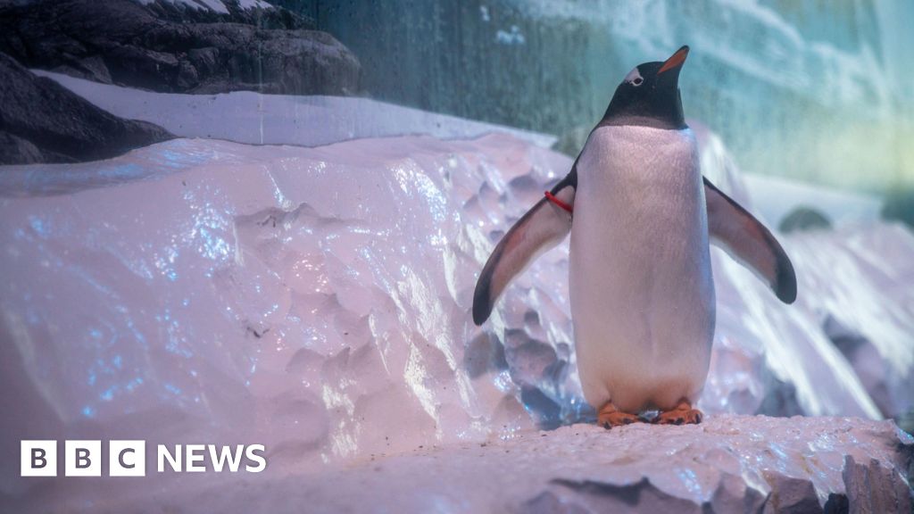 Calls for London Aquarium penguins to be released