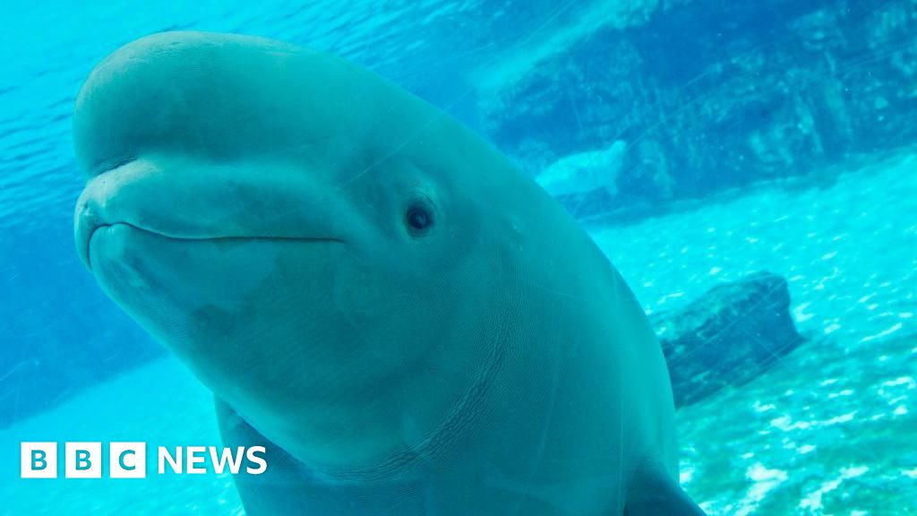 Canadian amusement park threatens to euthanise 30 beluga whales