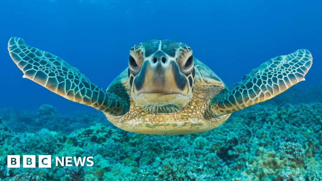 Green turtle bounces back from brink in conservation ‘win’ Green turtle bounces back from brink in conservation ‘win’