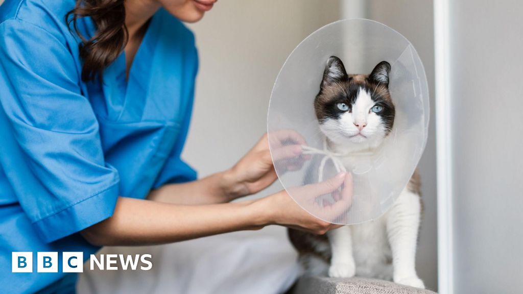 Vets should publish prices, competition watchdog says Vets should publish prices, competition watchdog says