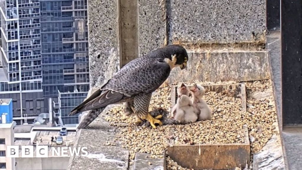 the peregrine falcon livestream that has Australians glued to their screens