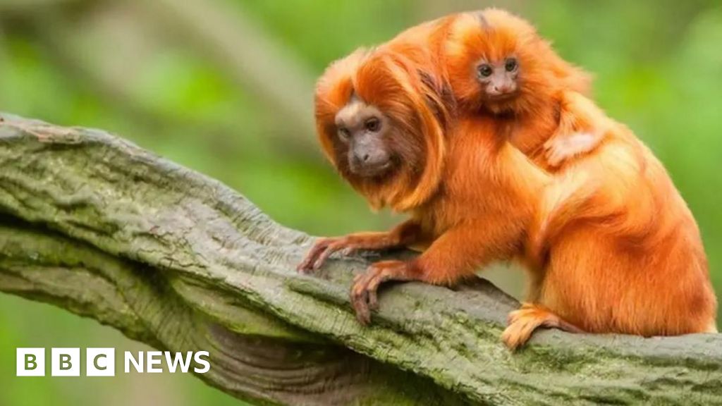 COP30 talks as Amazon tree-felling blamed for River Wye pollution