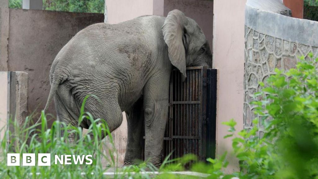 Delhi’s lonely African elephant Shankar was killed by rare rodent-borne virus