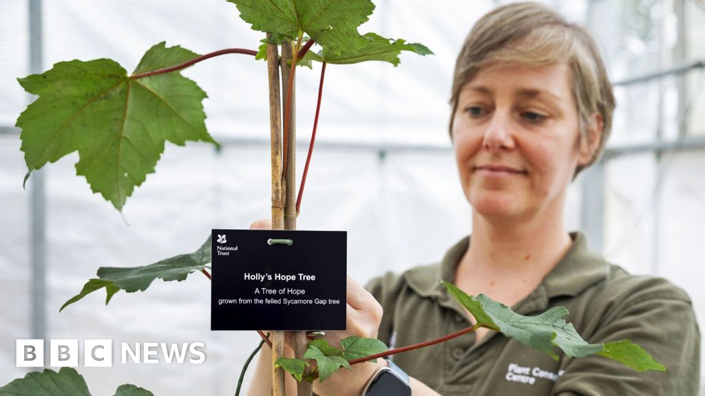 First Sycamore Gap tree ‘offsprings’ to be planted
