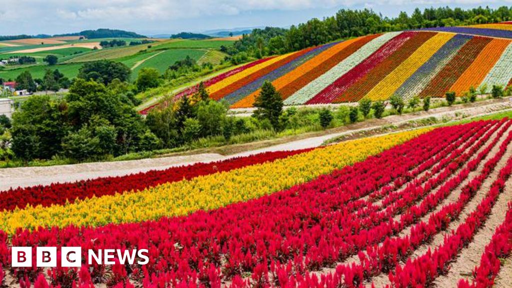 Japan’s gamble to turn island of flowers into global chip hub