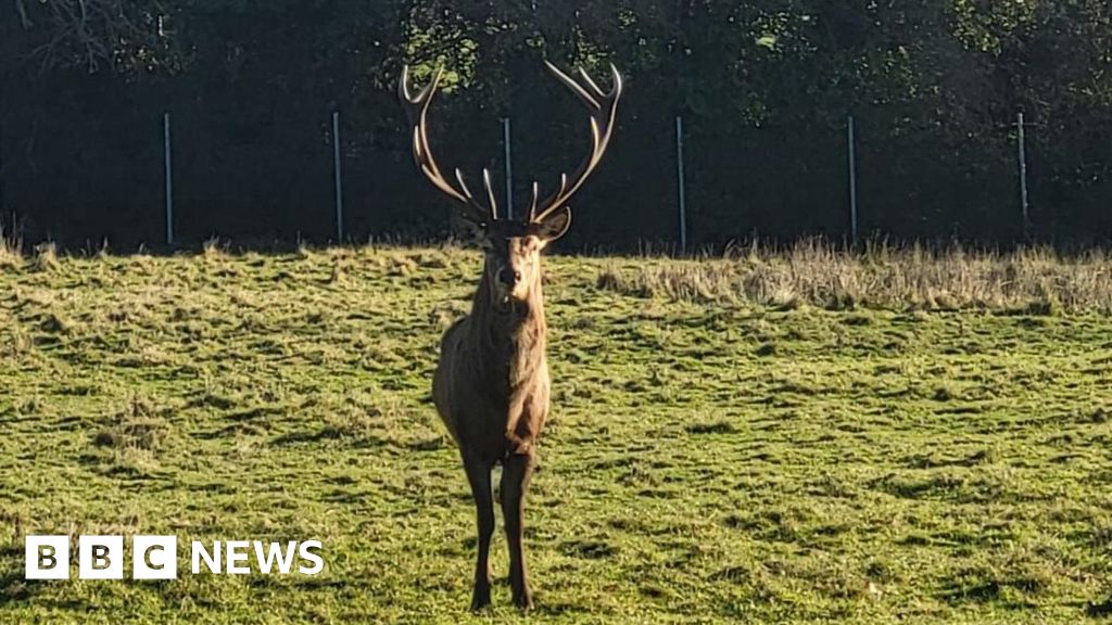 Council seek information after ‘callous’ beheading of stag at Newbridge Demesne
