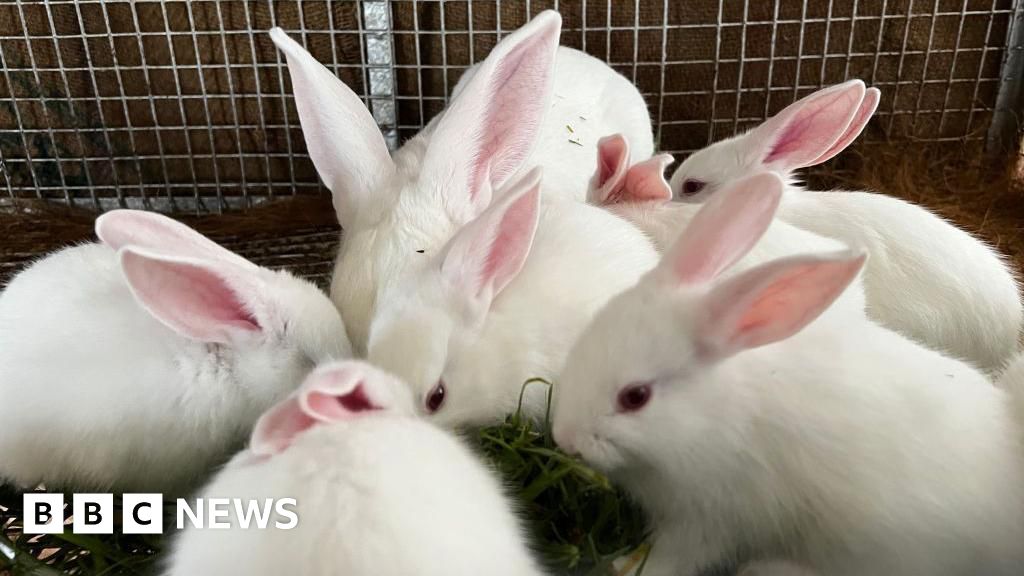 Government sets out plan to phase out animal experiments Government sets out plan to phase out animal experiments