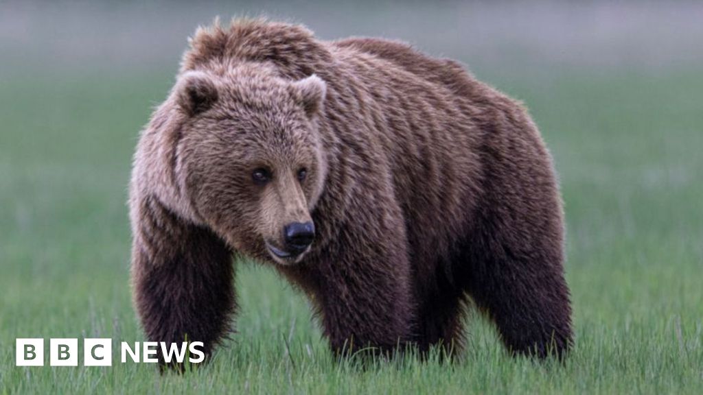 Grizzly bear on loose after attacking school group in Canada, injuring 11 Grizzly bear on loose after attacking school group in Canada, injuring 11