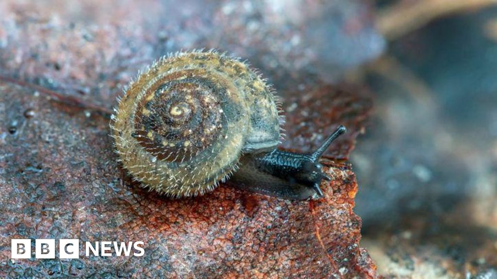 Conservationists unite to save London’s rare ‘German’ hairy snail