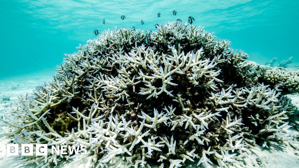 Great Barrier Reef faces ‘grim future’ but can recover if global warming stays below 2C