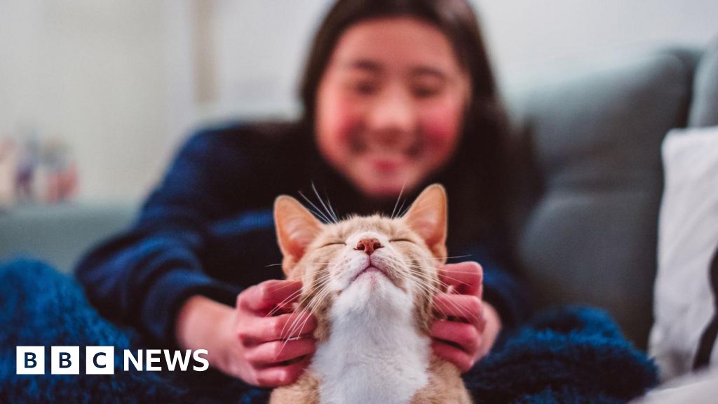 Cats became our companions way later than you think Cats became our companions way later than you think