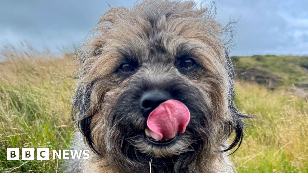 Our dogs’ diversity can be traced back to the Stone Age