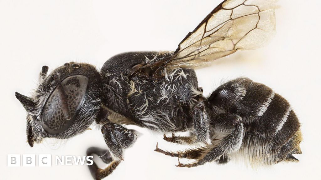 New ‘Lucifer’ bee with devil-like horns found in Australia