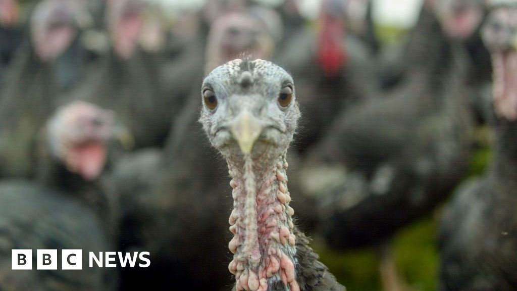 When turkeys were walked to London for Christmas When turkeys were walked to London for Christmas