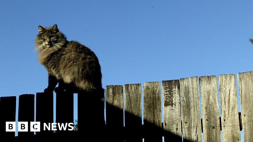 Bedwas cat poo row goes to high court after neighbours kick up a stink