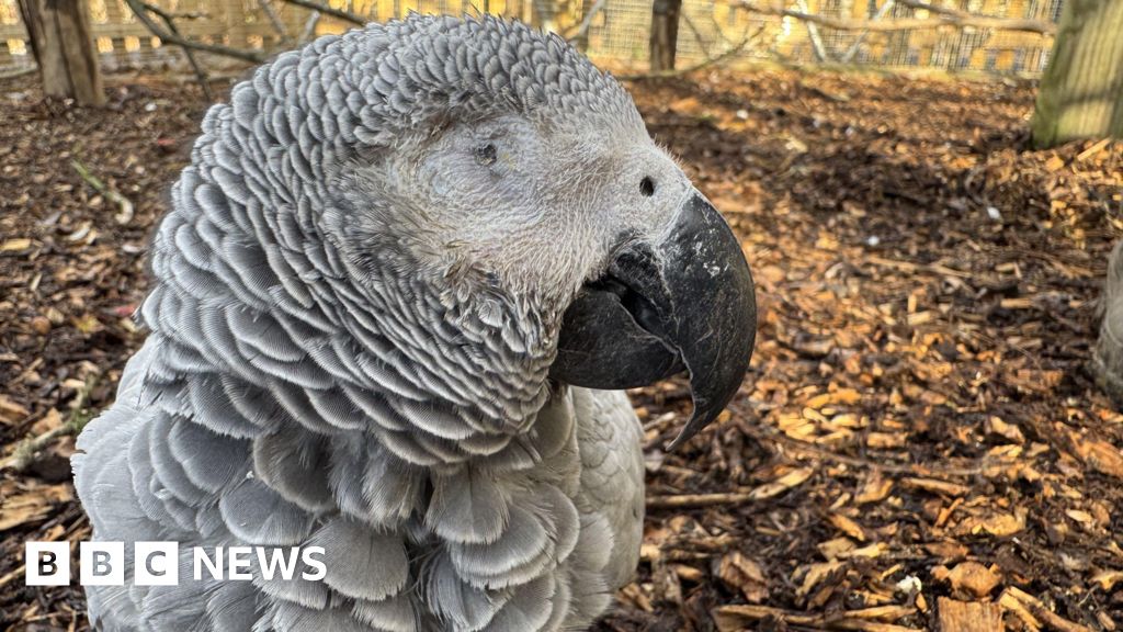 One-eyed flightless parrot Monica gets new adapted home at Hoo Zoo
