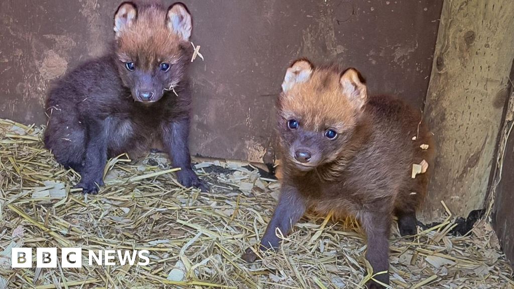 Rare wolf pups’ birth spark Paignton Zoo celebrations