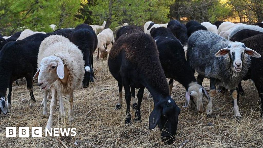 Greek sheep and goat cull raises fears of feta cheese shortage Greek sheep and goat cull raises fears of feta cheese shortage