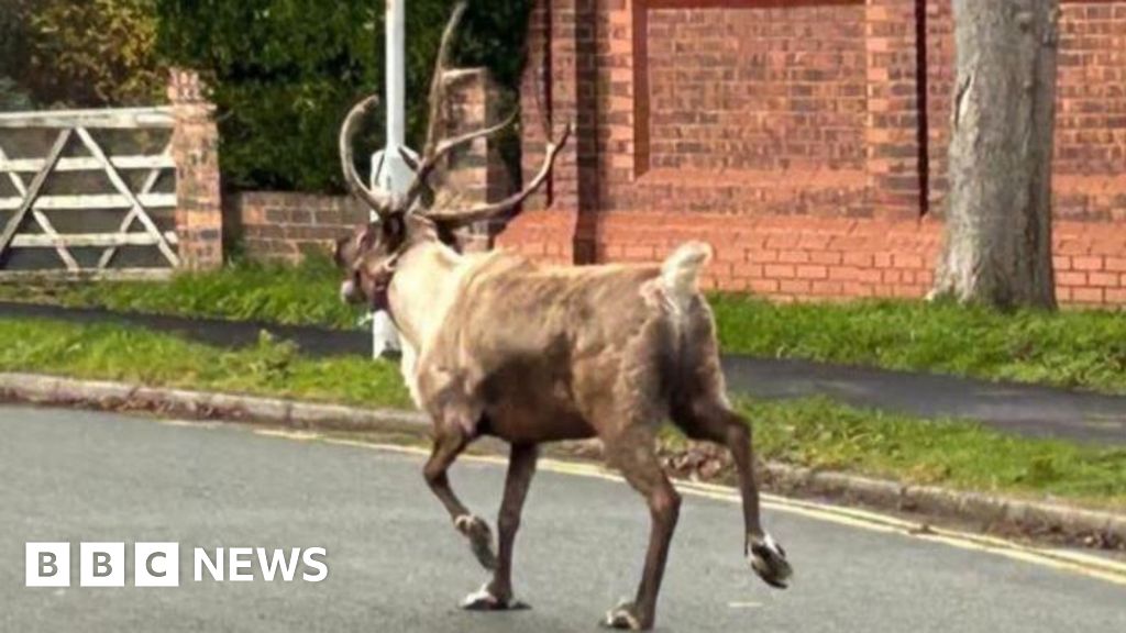 Buddy the runaway reindeer from Wales sparks major search