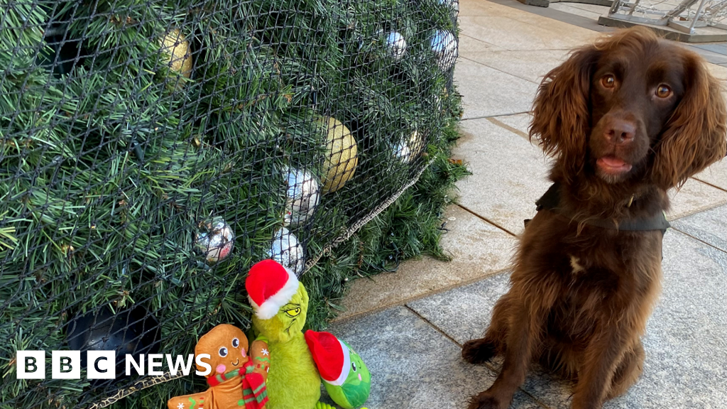The working dogs that don’t stop for the festive season