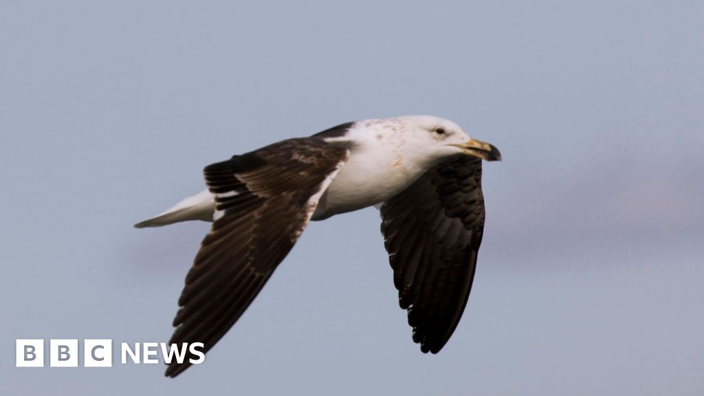 Saving South Africa’s threatened albatross from lethal fishing lines