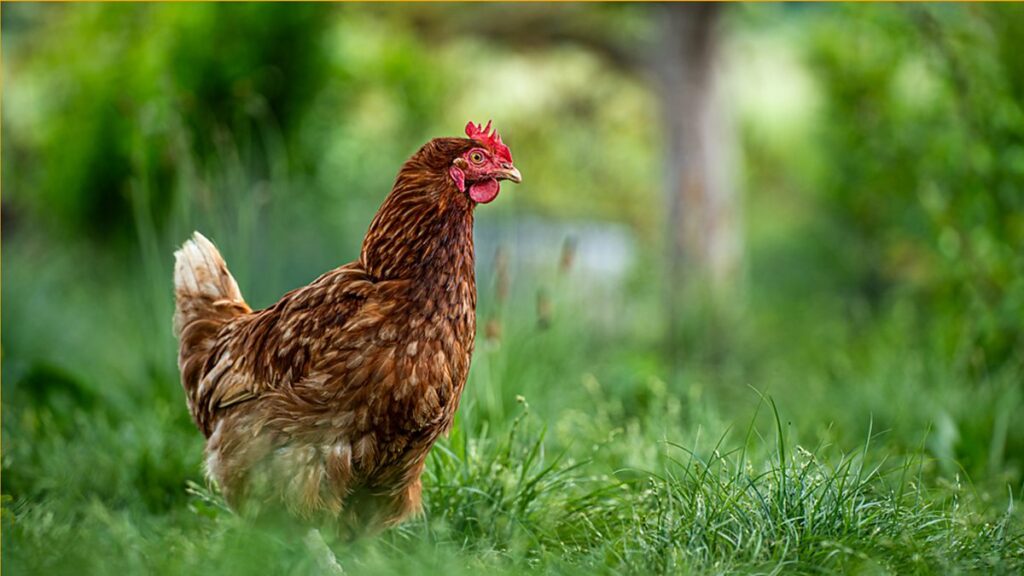 What the biggest viral videos of 2025 teach us about AI