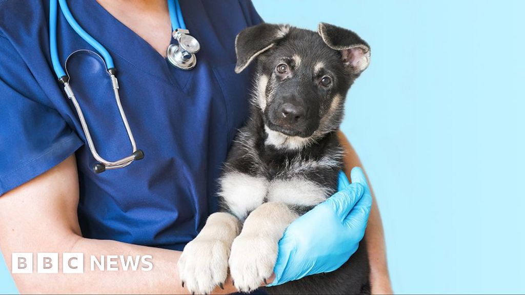 Vets under increasing pressure to make money for corporate owners, BBC told Vets under increasing pressure to make money for corporate owners, BBC told