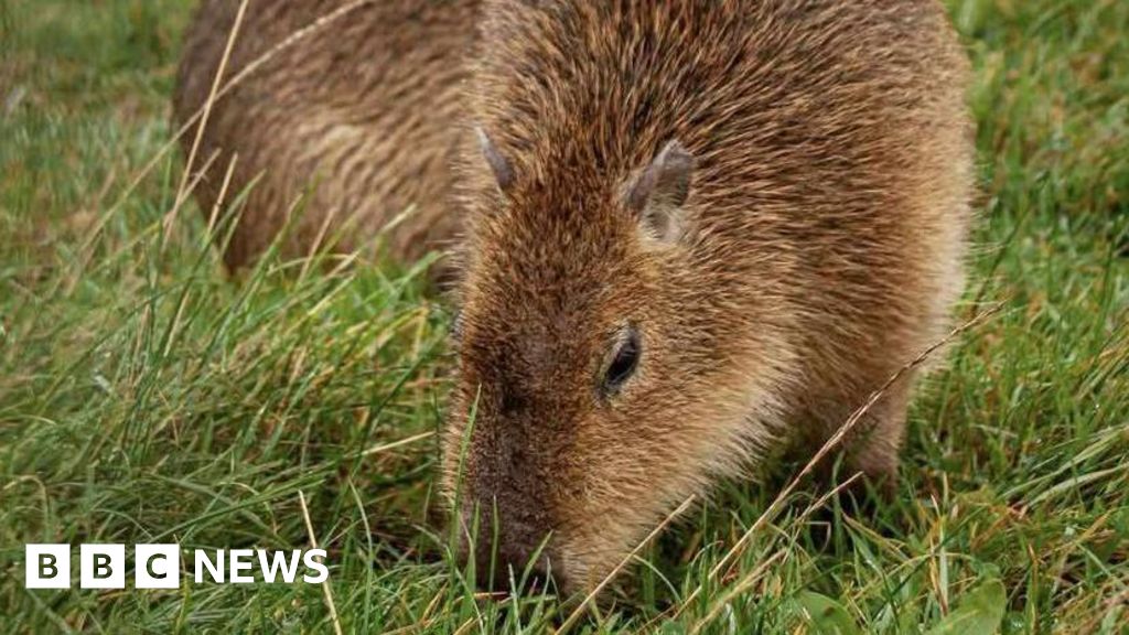 Capybaras ‘stolen’ from farm in Forres