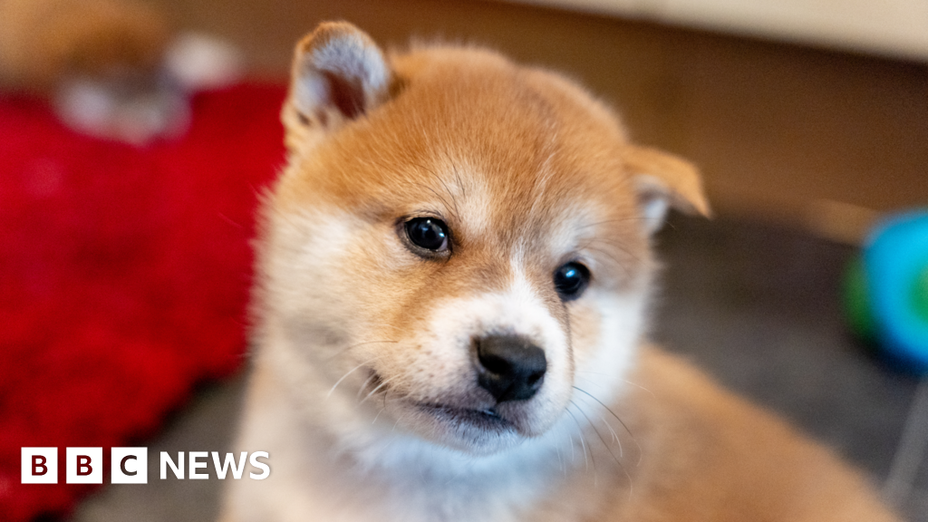 Warm Christmas for puppies and mum hiding in Peterborough tree