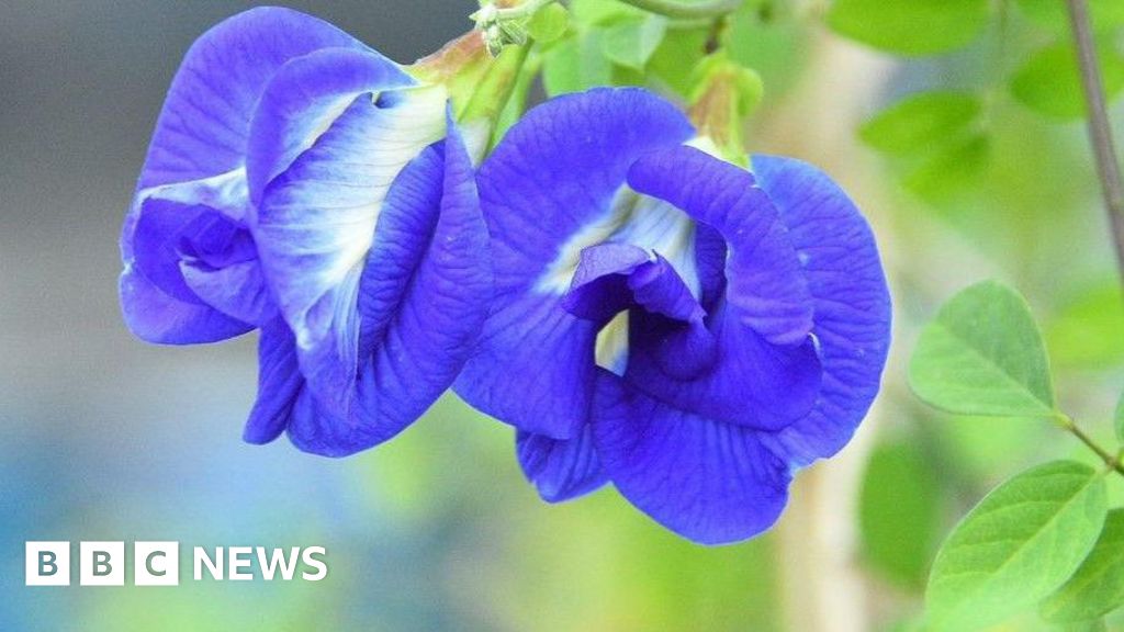 Indian farmers turn to ‘magical’ butterfly pea flower Indian farmers turn to ‘magical’ butterfly pea flower