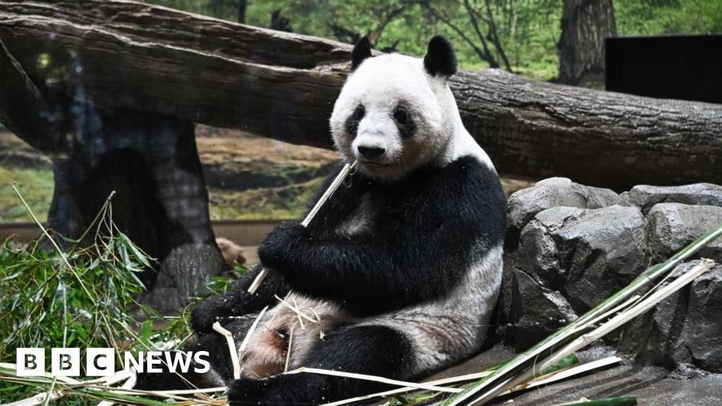 Japan returns pandas to China amid strained ties Japan returns pandas to China amid strained ties