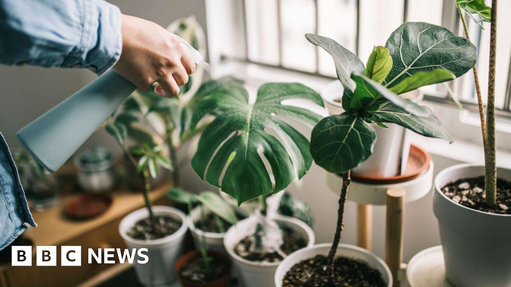 Serial houseplant killer? Here’s how to keep them alive