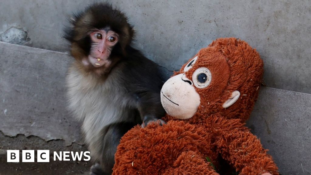 Viral monkey Punch rejected by mother given stuffed orangutan